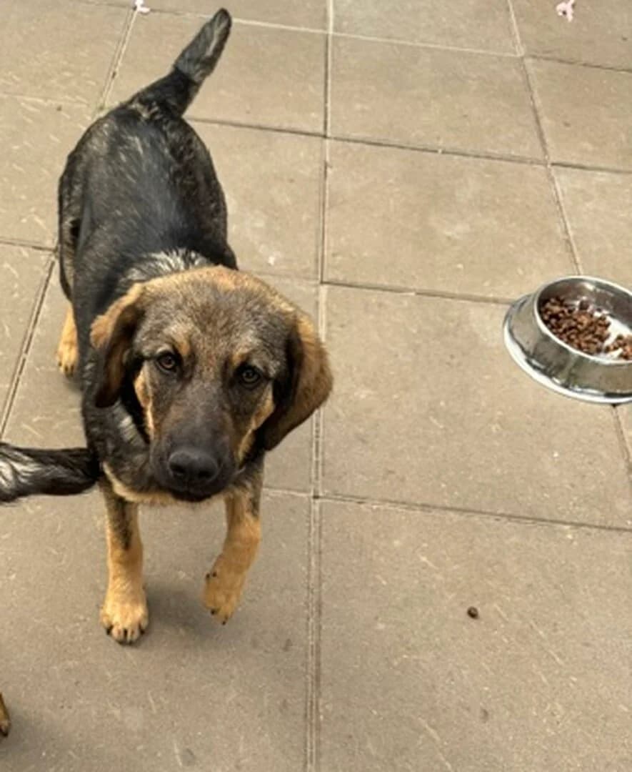 ZNALEZIONY, male mixed breed for adoption at Schronisko Promyk Gdańsk, Gdansk