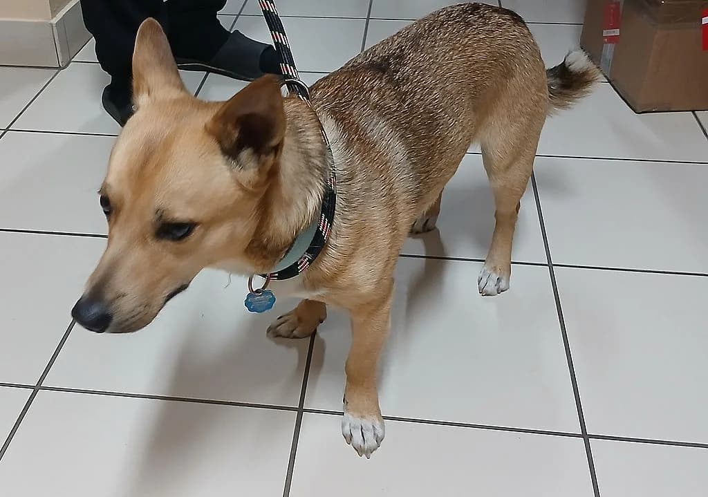 ZNALEZIONY, male mixed breed for adoption at Schronisko Promyk Gdańsk, Gdansk
