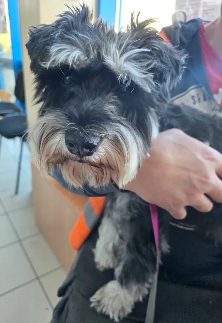 PRZYWIEZIONY, male mixed breed for adoption at Schronisko Promyk Gdańsk, Gdansk
