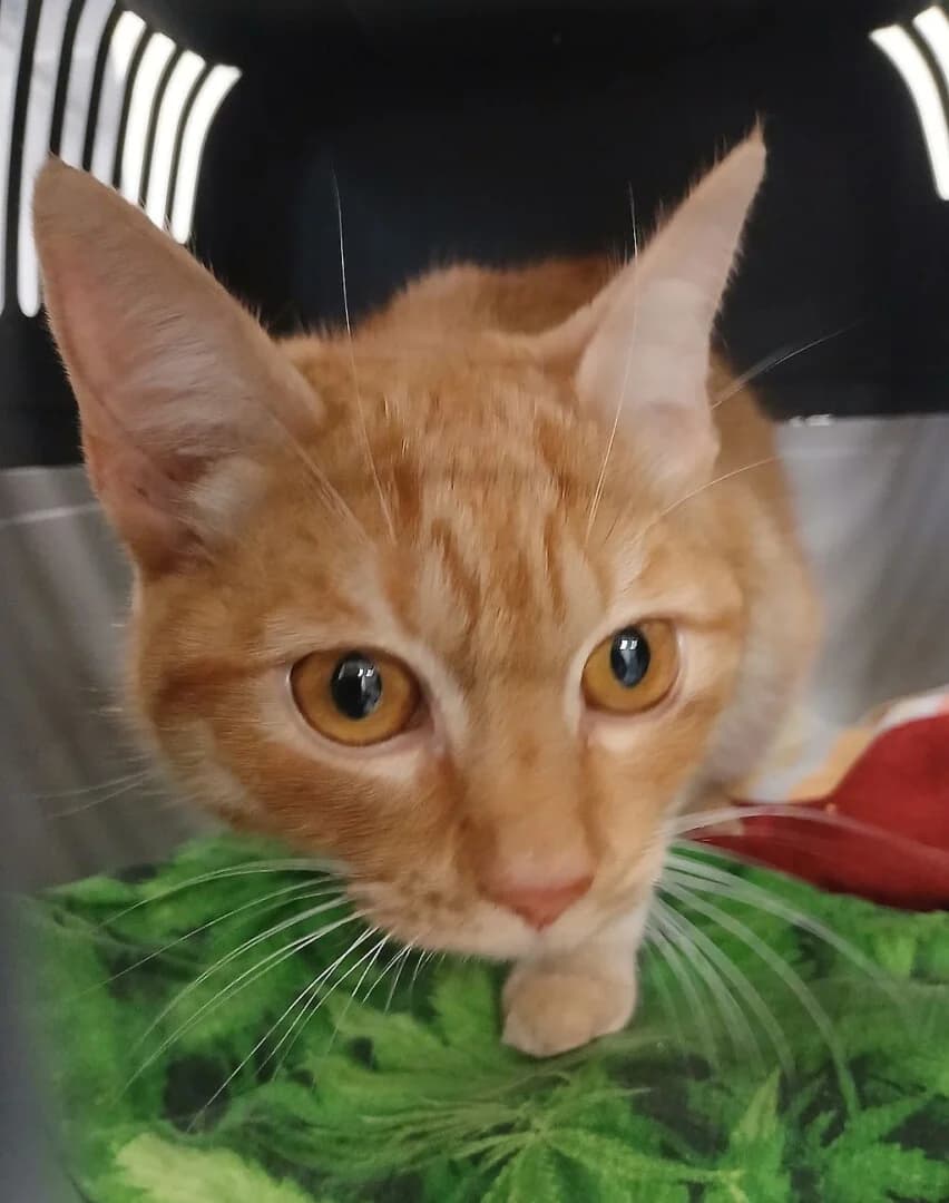 PRZYWIEZIONY, male mixed breed for adoption at Schronisko Promyk Gdańsk, Gdansk