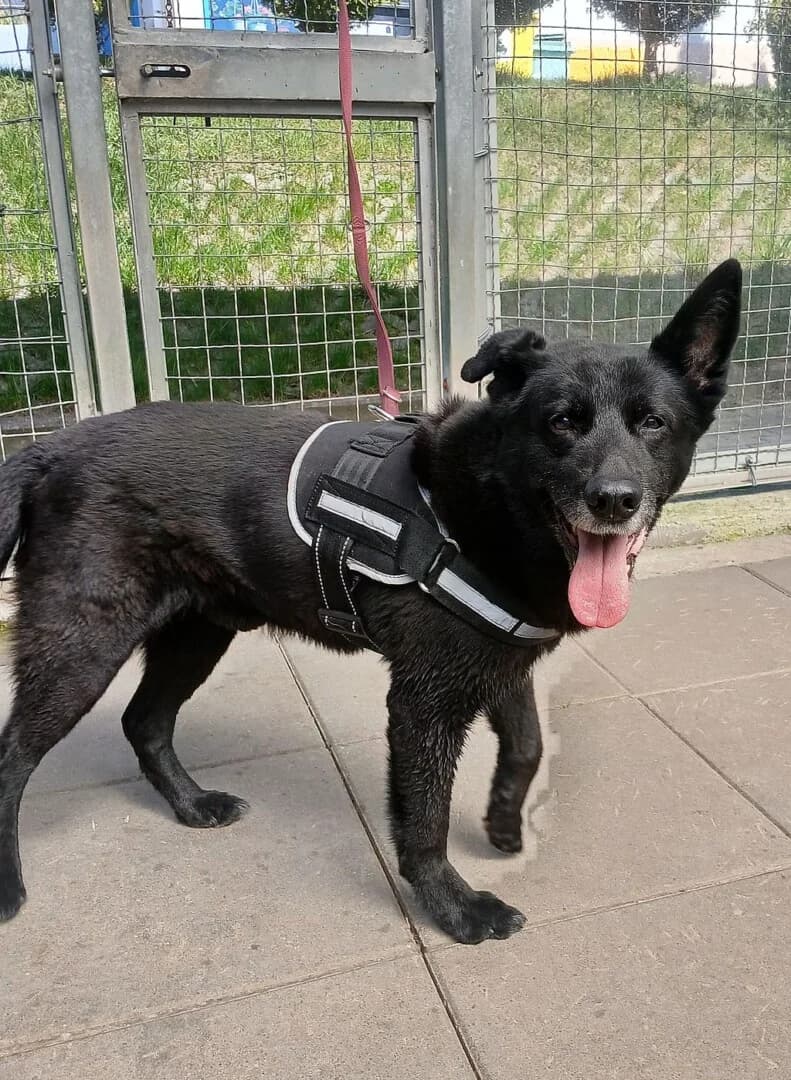 PRZYWIEZIONY, male mixed breed for adoption at Schronisko Promyk Gdańsk, Gdansk