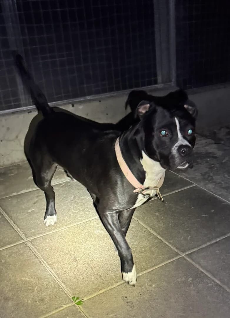 PRZYWIEZIONY, male mixed breed for adoption at Schronisko Promyk Gdańsk, Gdansk