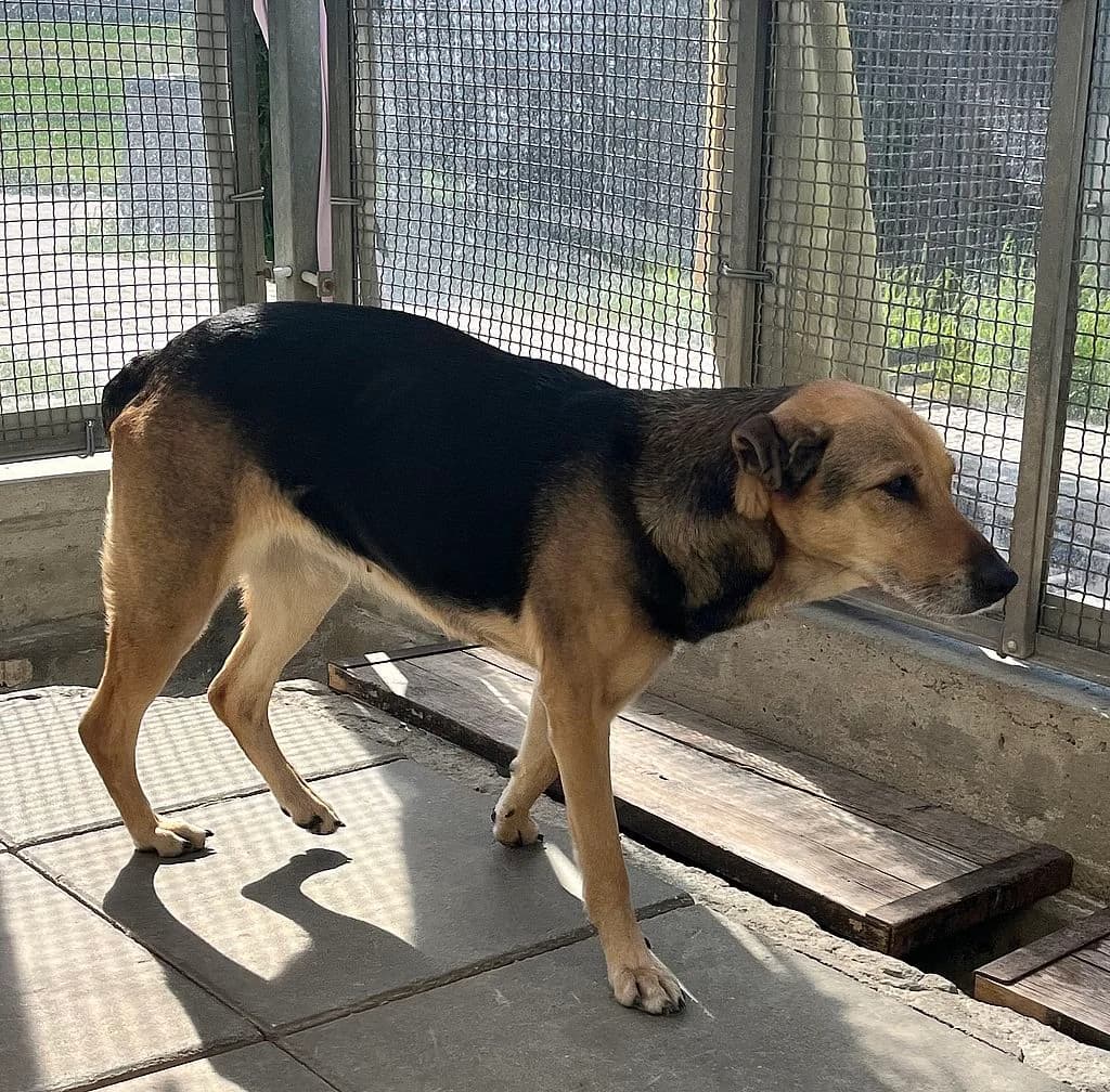 PRZYWIEZIONA, female mixed breed for adoption at Schronisko Promyk Gdańsk, Gdansk