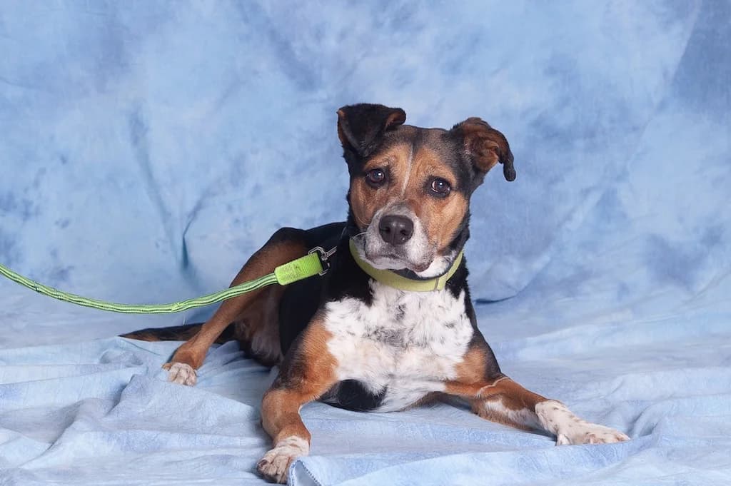 Ela, female 5yo mixed breed for adoption at Schronisko Promyk Gdańsk, Gdansk