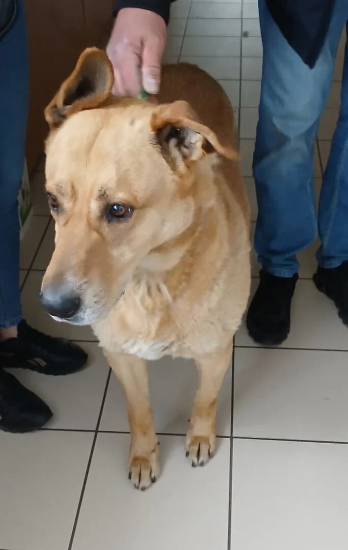 ZNALEZIONY, male mixed breed for adoption at Schronisko Promyk Gdańsk, Gdansk
