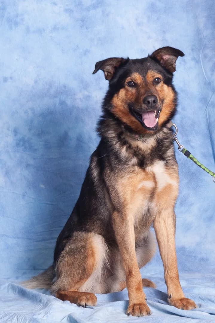Rasko vel Krokiet, male 6yo mixed breed for adoption at Schronisko Promyk Gdańsk, Gdansk