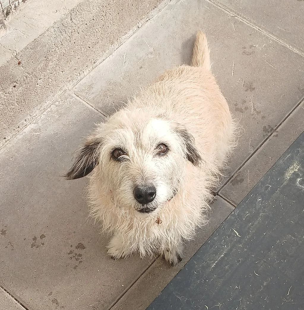 PRZYWIEZIONA, female mixed breed for adoption at Schronisko Promyk Gdańsk, Gdansk