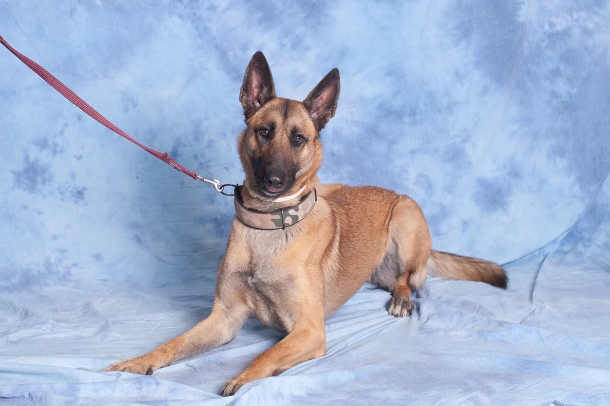 Kira, female mixed breed for adoption at Schronisko Promyk Gdańsk, Gdansk