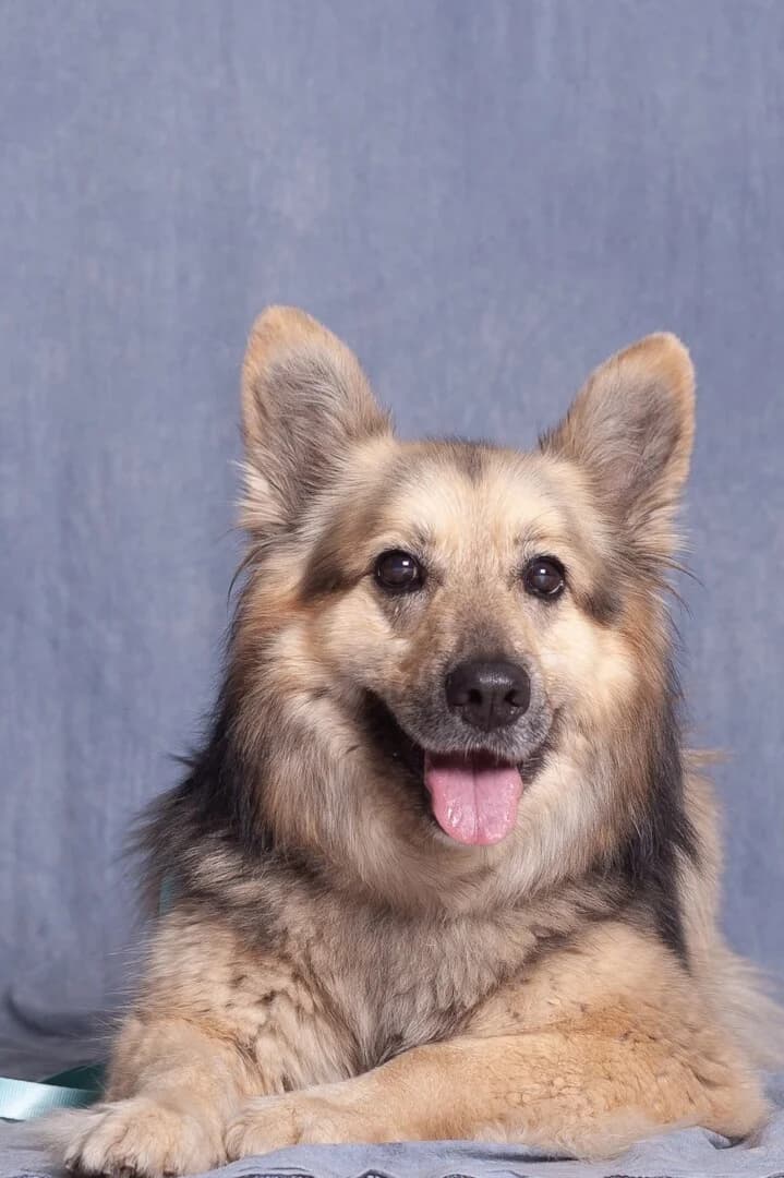 Nela,  senior mixed breed for adoption at Schronisko Promyk Gdańsk, Gdansk