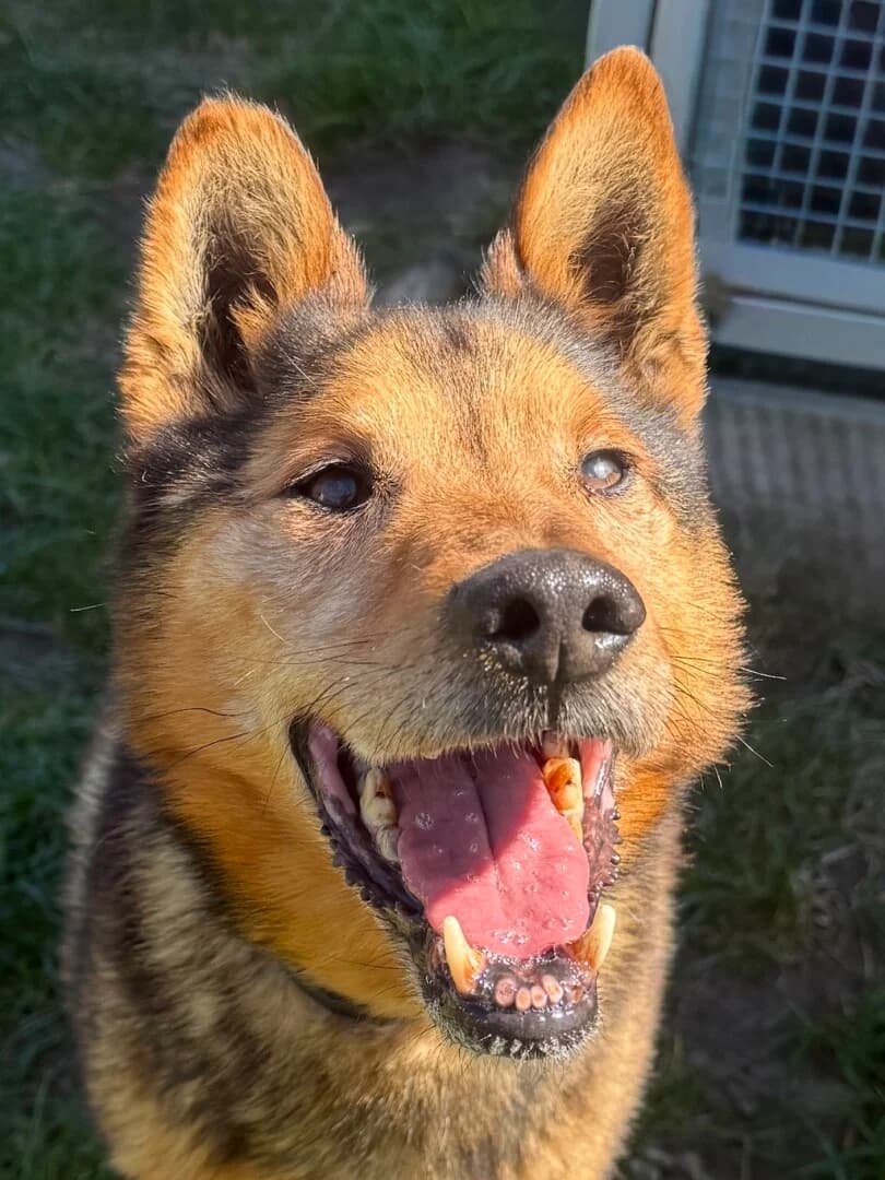 Miluś, male senior mixed breed for adoption at Schronisko Promyk Gdańsk, Gdansk