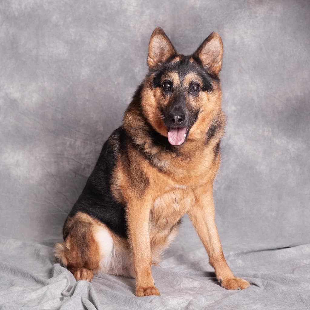 Seba,  mixed breed for adoption at Schronisko Promyk Gdańsk, Gdansk