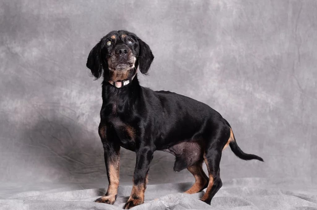 Hodi -szuka domu, male mixed breed for adoption at Schronisko Promyk Gdańsk, Gdansk