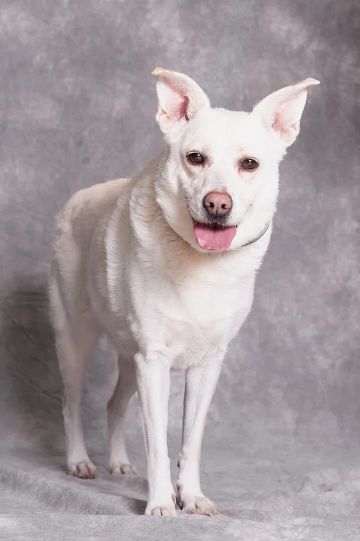 Śmietanka, male mixed breed for adoption at Schronisko Promyk Gdańsk, Gdansk