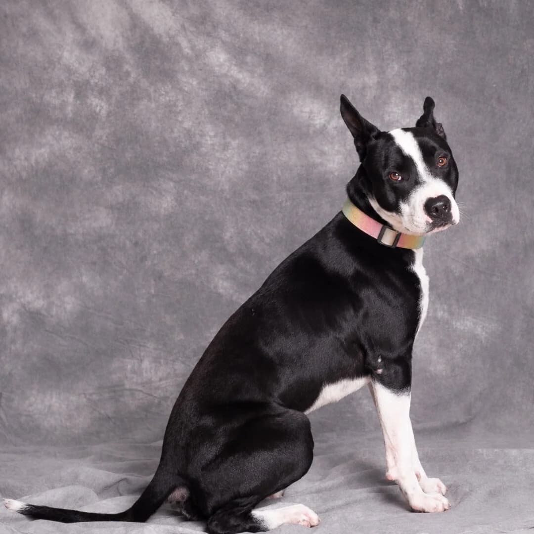 Piasek, male mixed breed for adoption at Schronisko Promyk Gdańsk, Gdansk