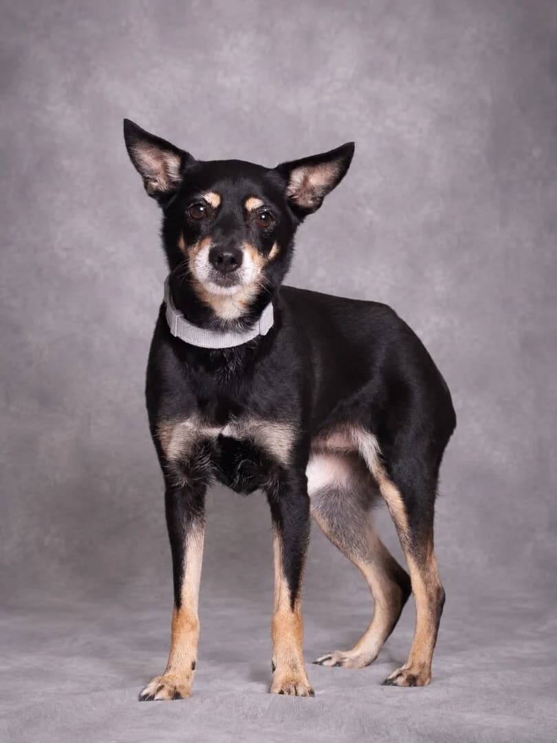 Majorka, female senior mixed breed for adoption at Schronisko Promyk Gdańsk, Gdansk
