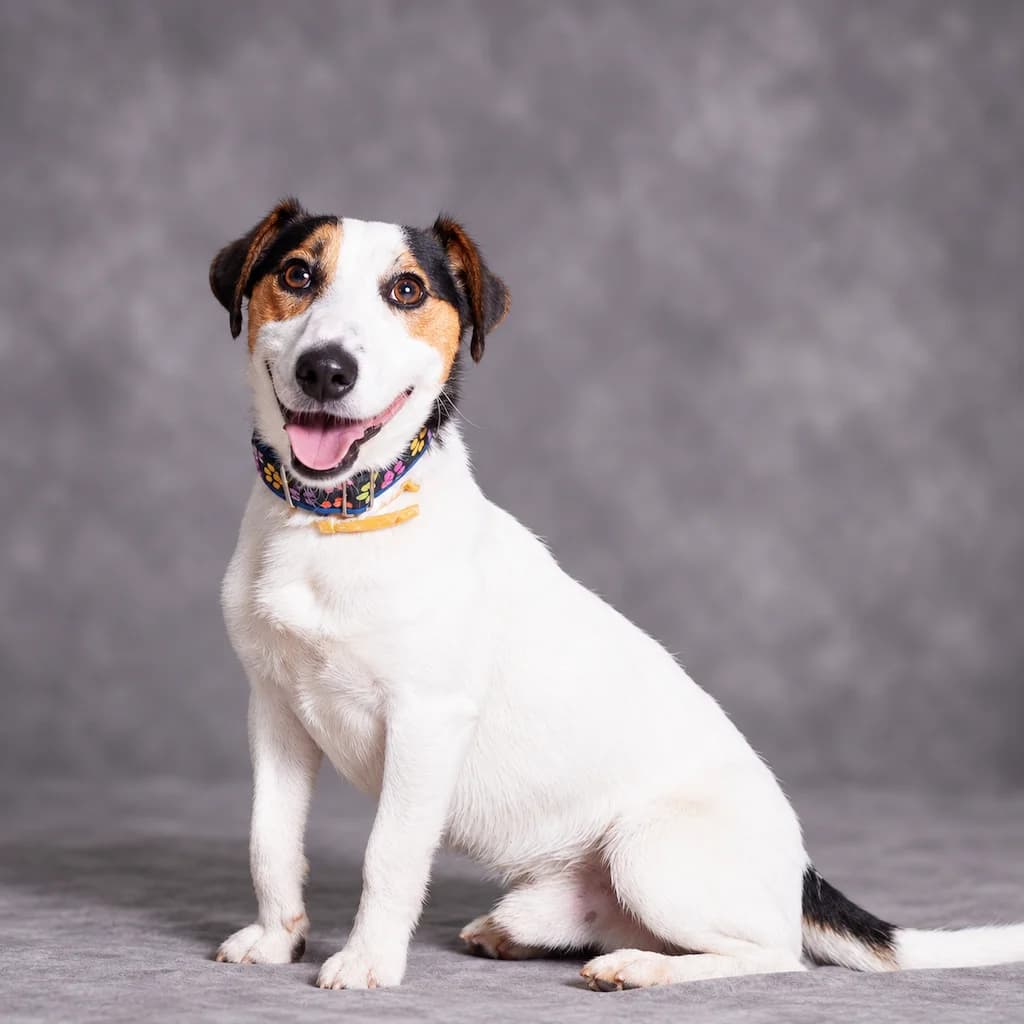 Ziko, male mixed breed for adoption at Schronisko Promyk Gdańsk, Gdansk