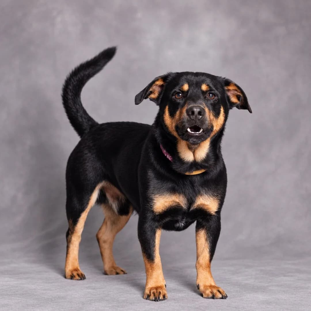 Lolek, male mixed breed for adoption at Schronisko Promyk Gdańsk, Gdansk
