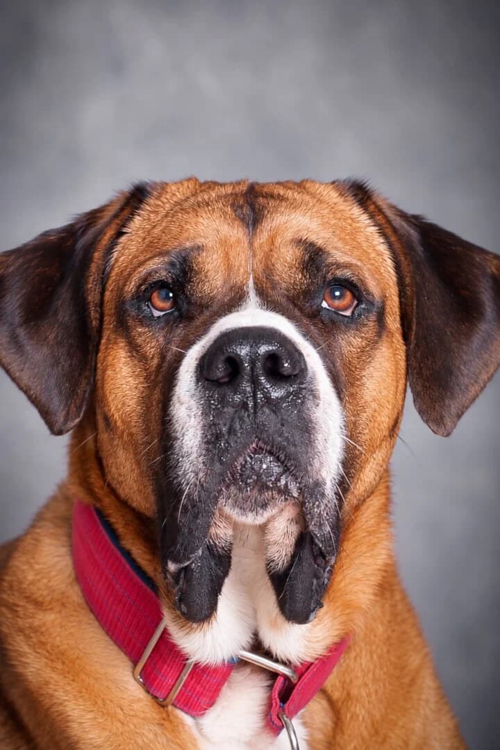 Żaneta,  5yo mixed breed for adoption at Schronisko Promyk Gdańsk, Gdansk