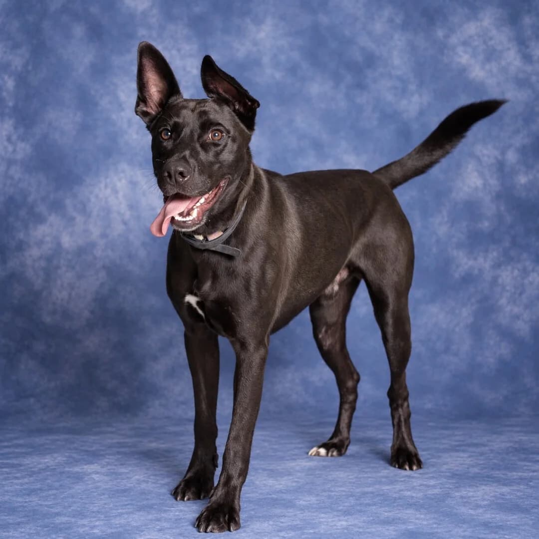 Syriusz, male mixed breed for adoption at Schronisko Promyk Gdańsk, Gdansk