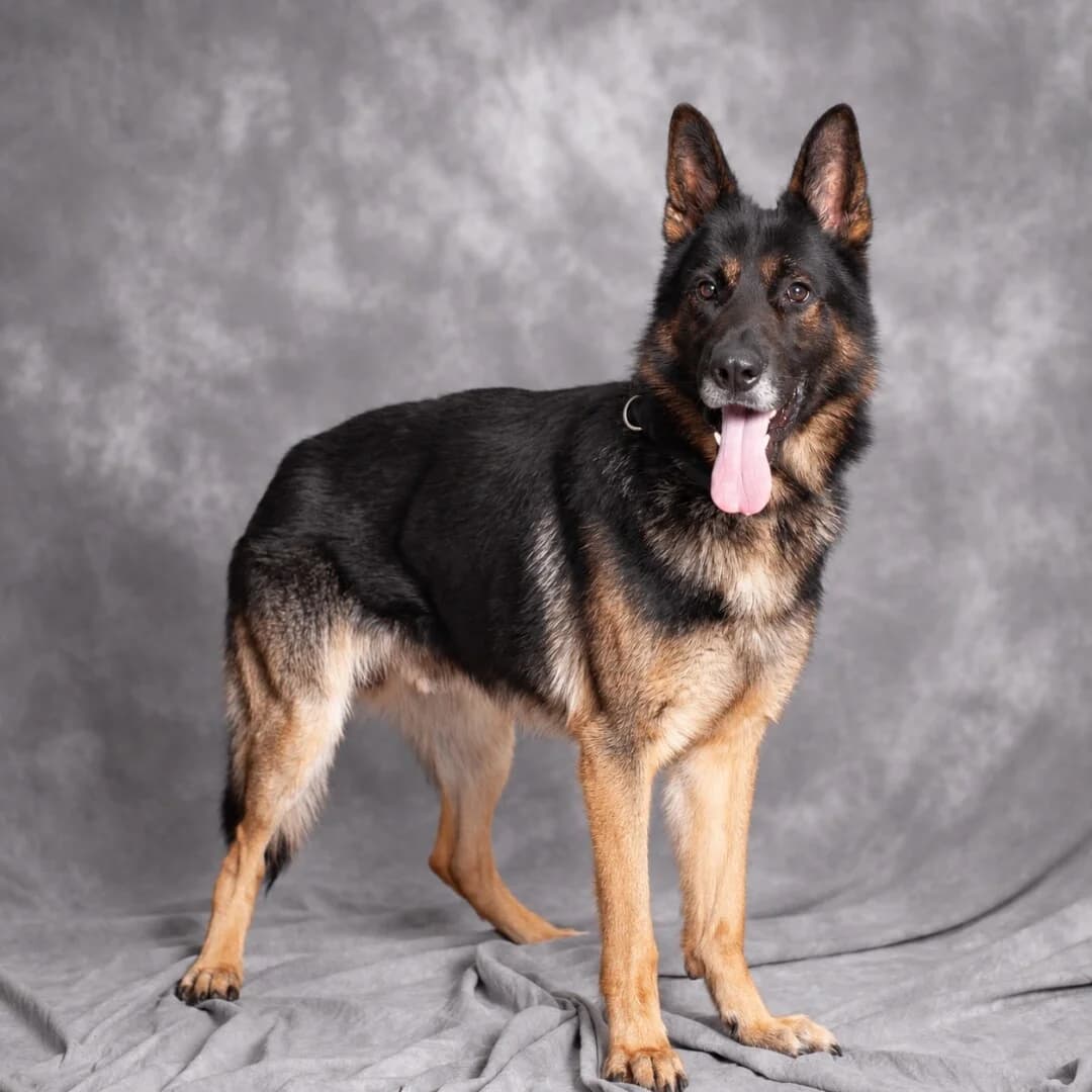Bono, male 7yo mixed breed for adoption at Schronisko Promyk Gdańsk, Gdansk