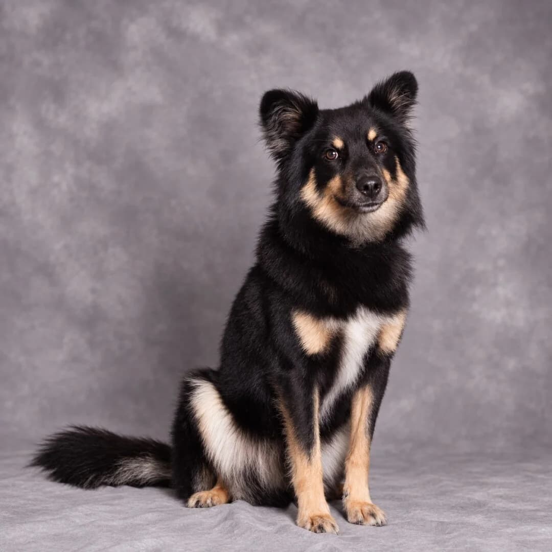 Zdunek, male 5yo mixed breed for adoption at Schronisko Promyk Gdańsk, Gdansk