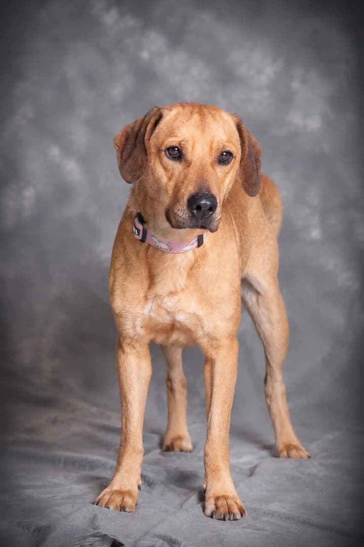 Migdał, male mixed breed for adoption at Schronisko Promyk Gdańsk, Gdansk