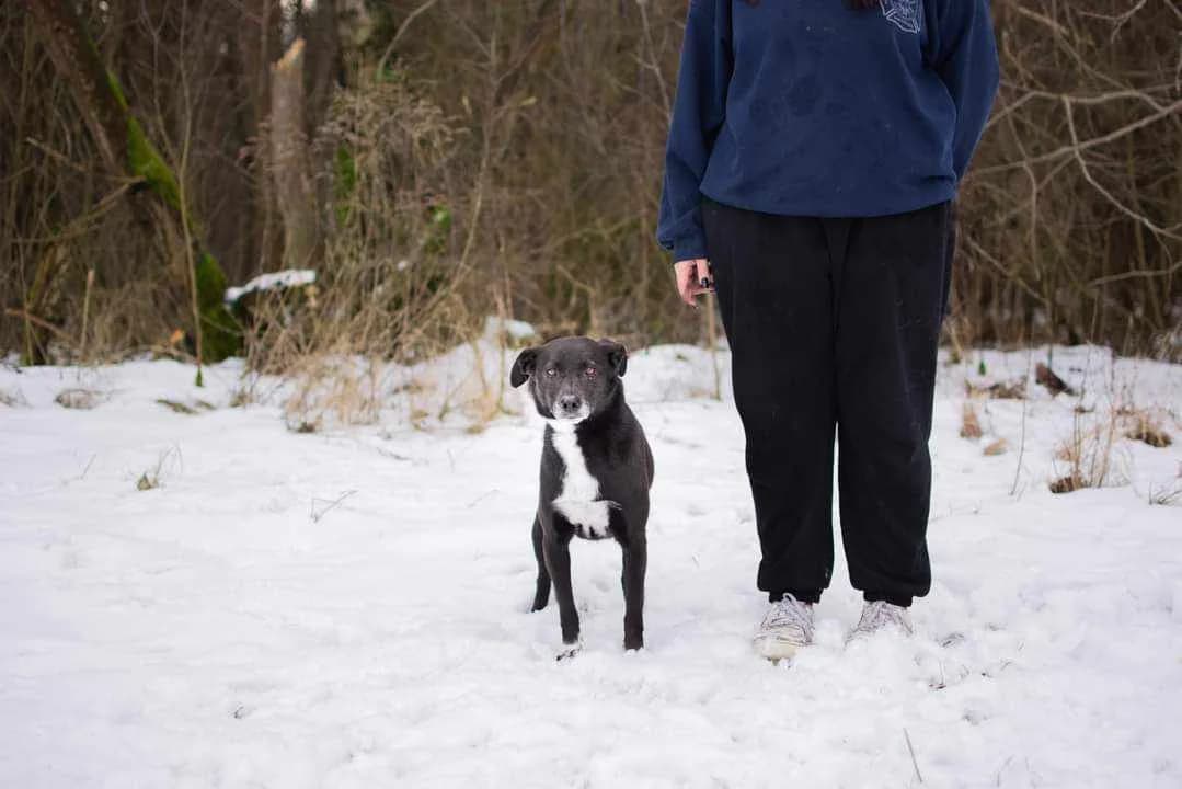Mozart, Mixed Breed for adoption at Schronisko Radom, Radom