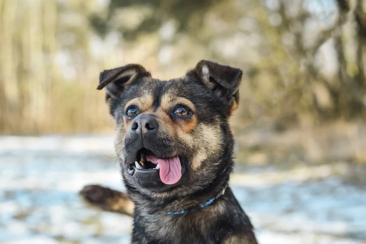 Adaś, Mixed Breed for adoption at Schronisko Radom, Radom