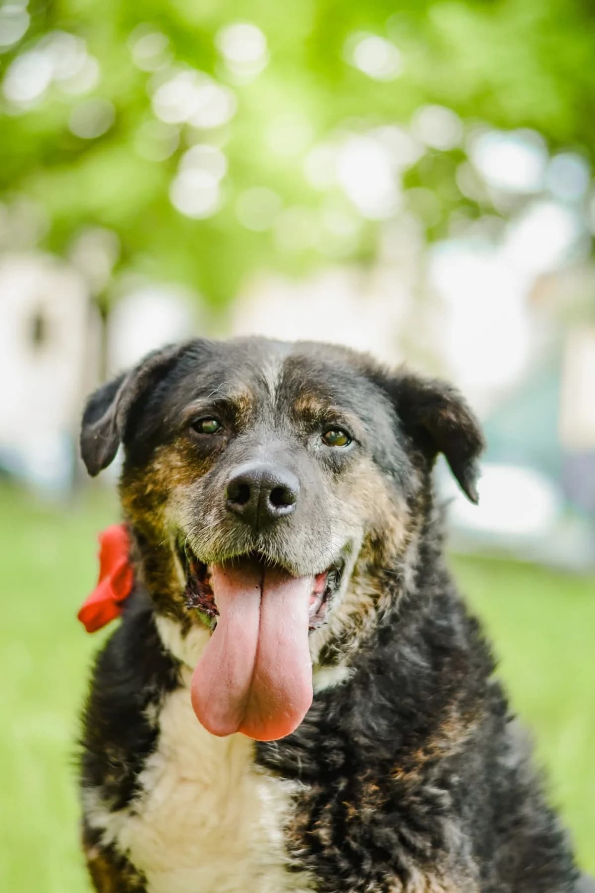 Ajman, female senior Mixed Breed for adoption at Schronisko Radom, Radom