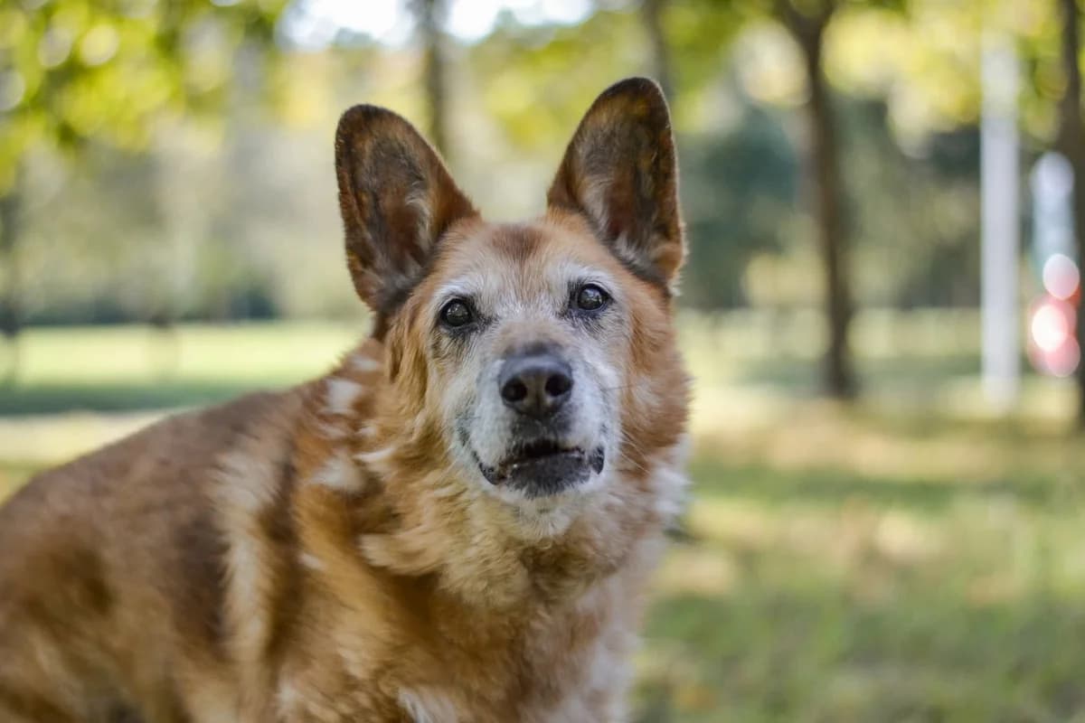 Aleks, male Mixed Breed for adoption at Schronisko Radom, Radom