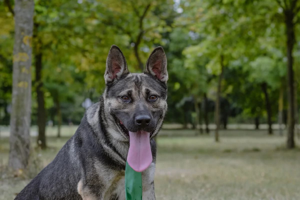 Amber, male Mixed Breed for adoption at Schronisko Radom, Radom