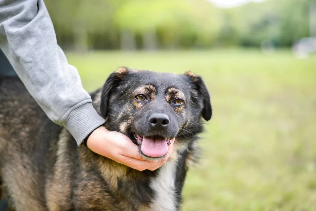 Atom,  Mixed Breed for adoption at Schronisko Radom, Radom
