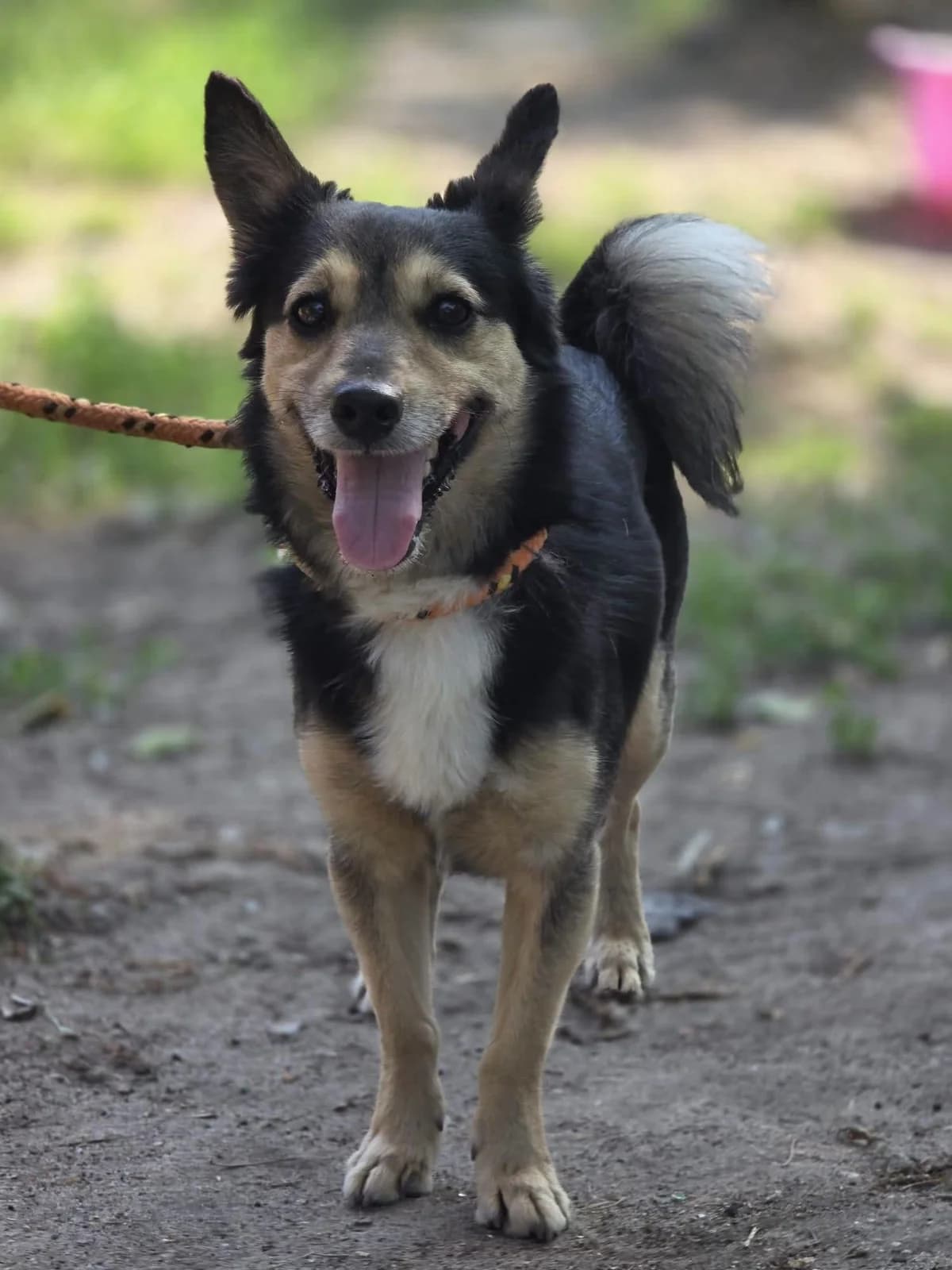 Bambi, male Mixed Breed for adoption at Schronisko Radom, Radom