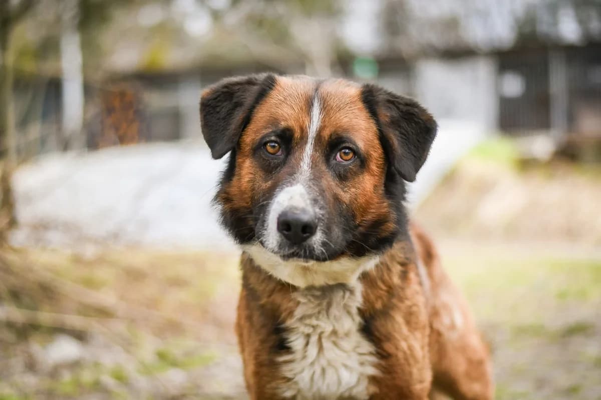 Berni, Mixed Breed for adoption at Schronisko Radom, Radom