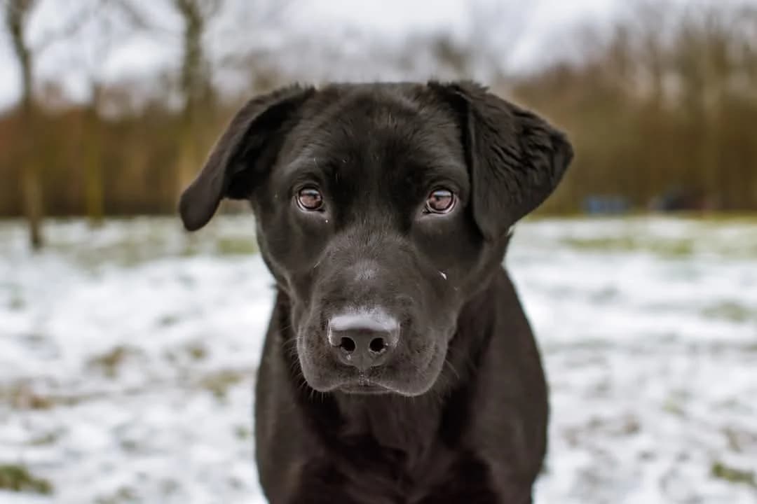 Blant,  Mixed Breed for adoption at Schronisko Radom, Radom