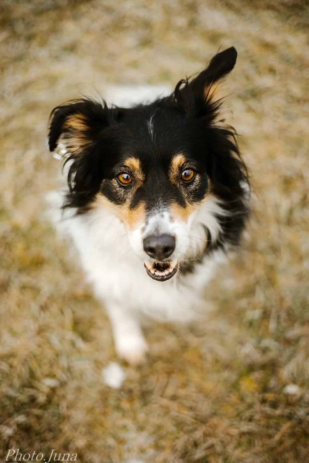 Borda, 5yo Mixed Breed for adoption at Schronisko Radom, Radom