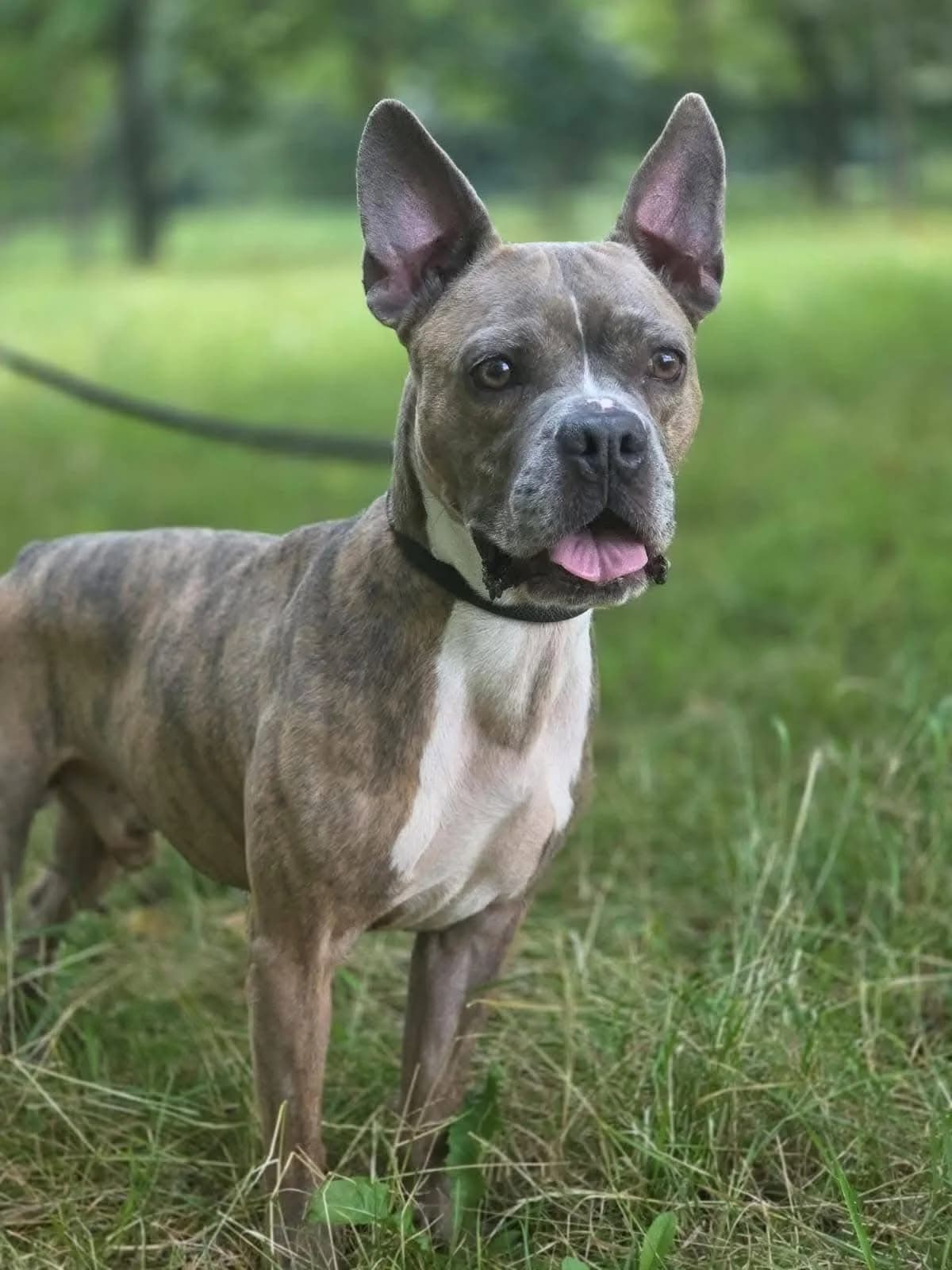Borys, male Mixed Breed for adoption at Schronisko Radom, Radom