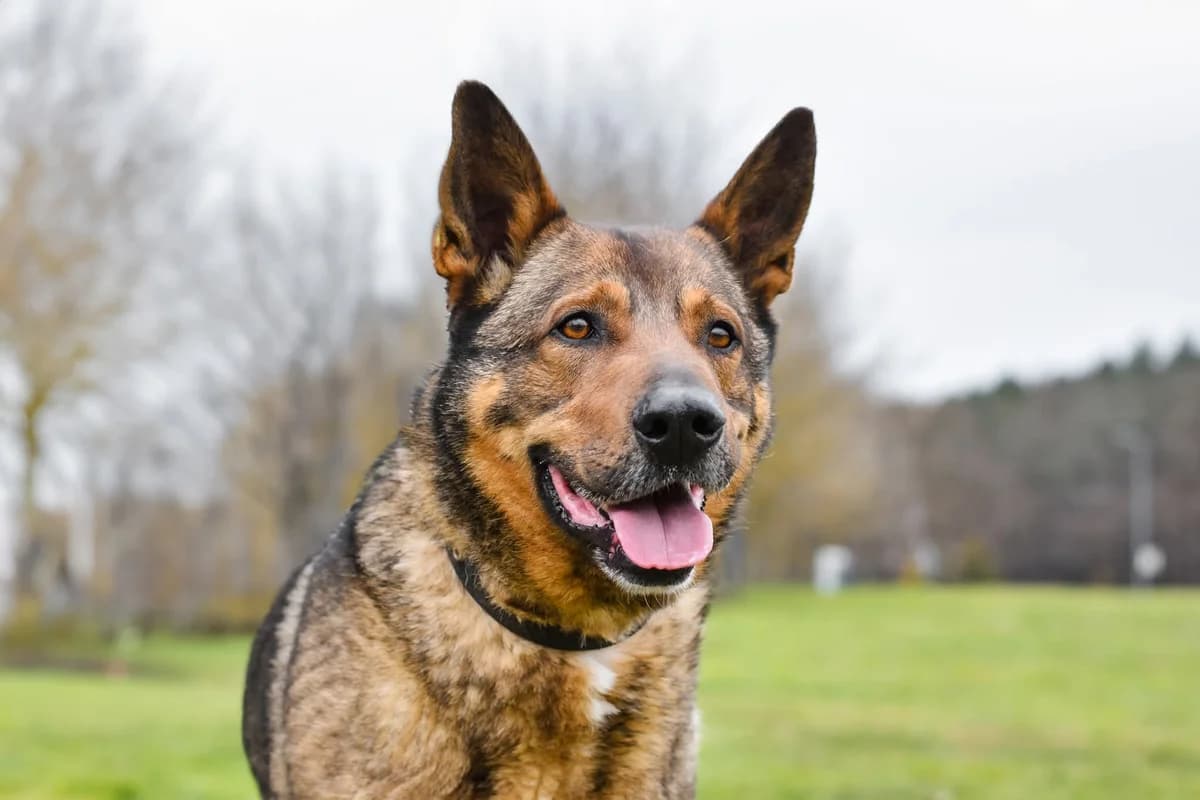 Connor, Mixed Breed for adoption at Schronisko Radom, Radom