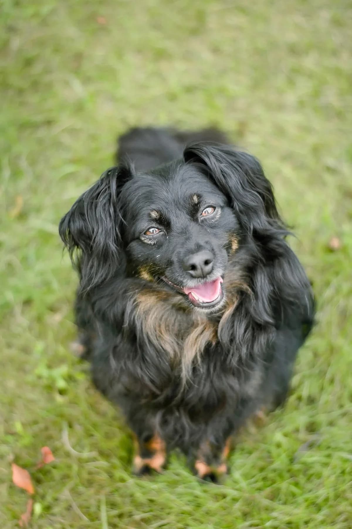 Cygan, senior Mixed Breed for adoption at Schronisko Radom, Radom