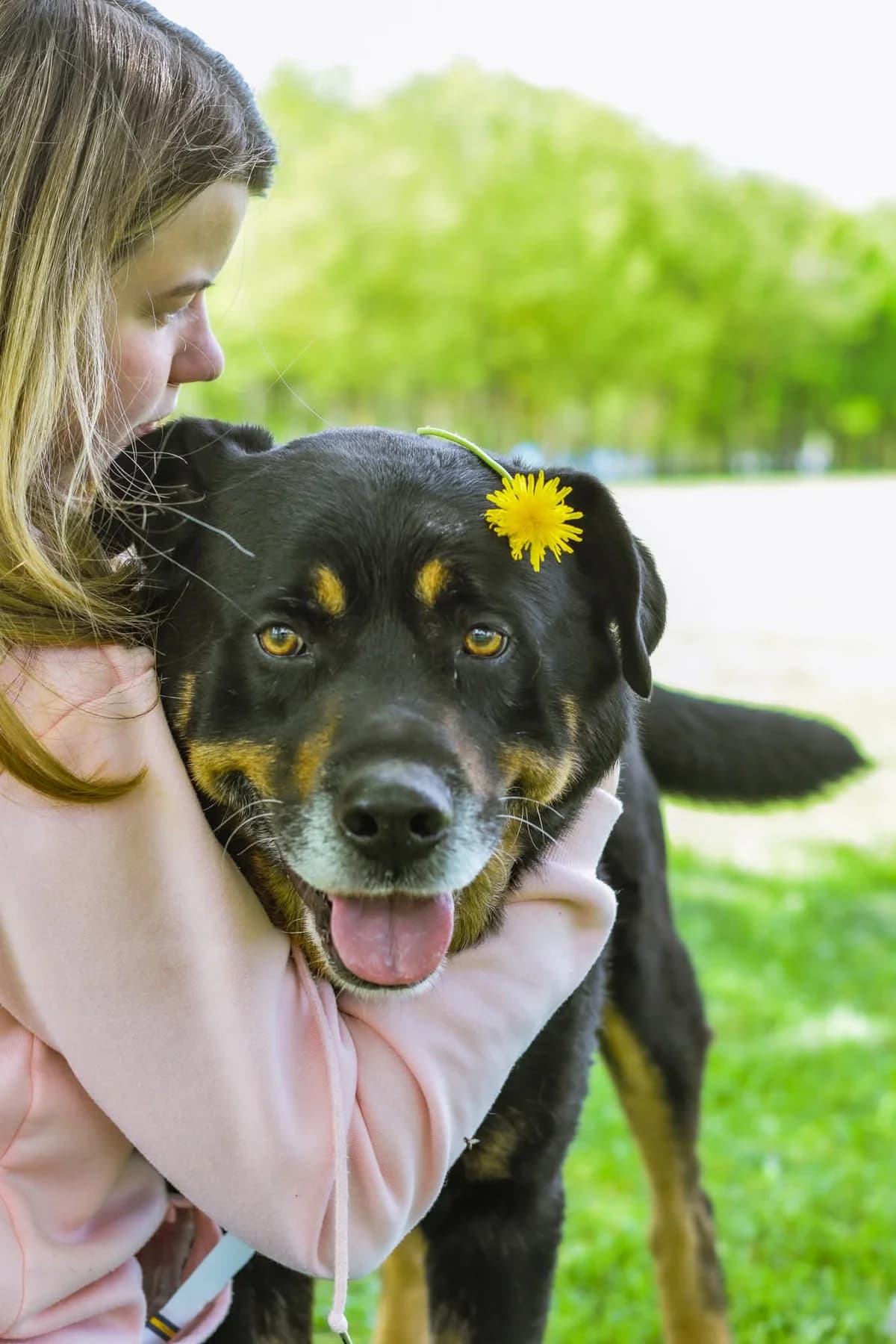 Czoko, senior Mixed Breed for adoption at Schronisko Radom, Radom