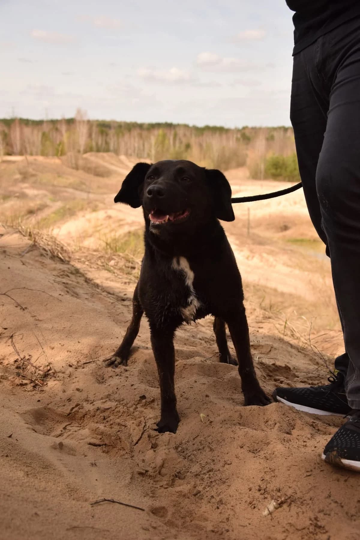Denis, male 5yo Mixed Breed for adoption at Schronisko Radom, Radom