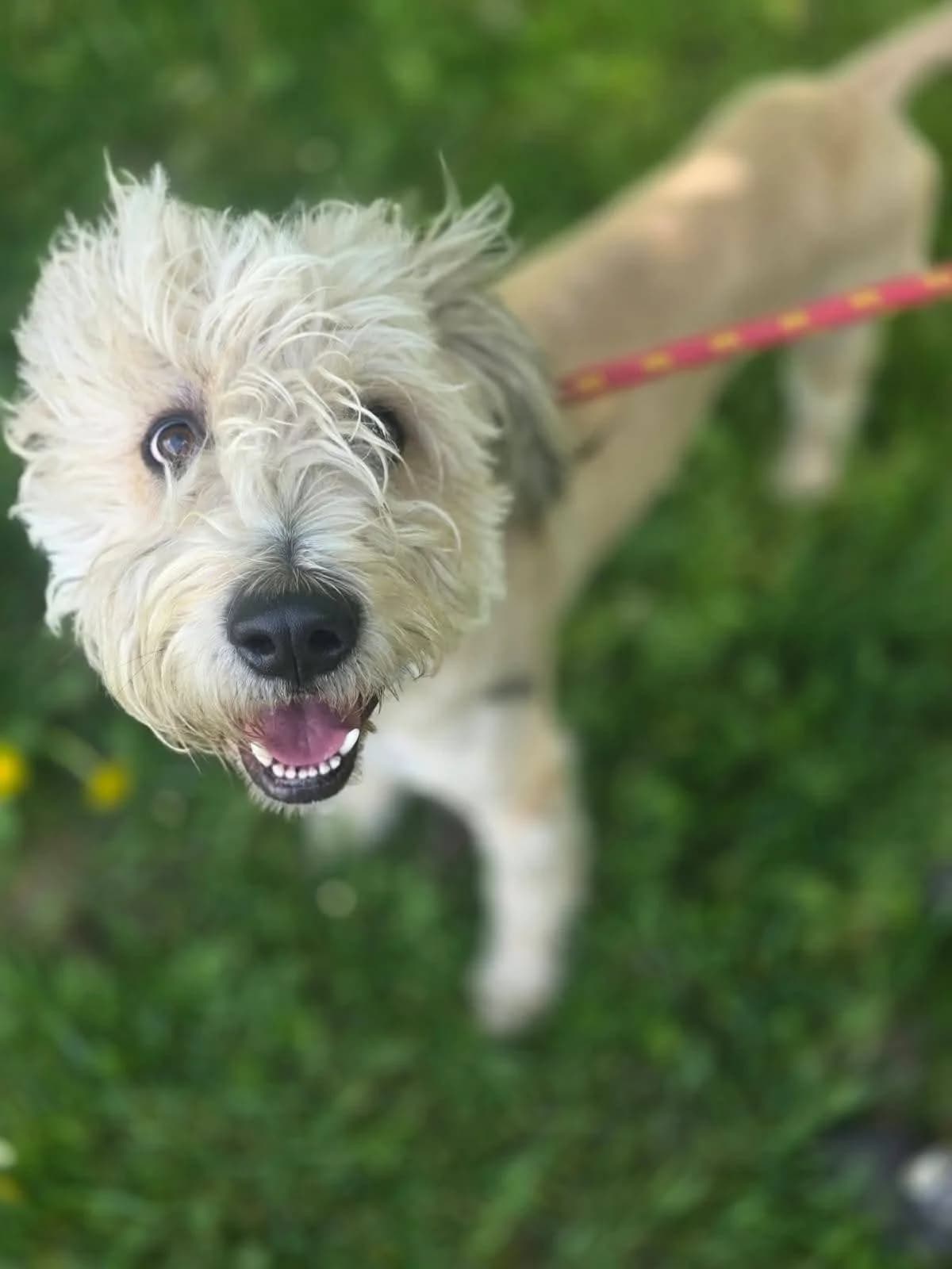 Dulux, male Mixed Breed for adoption at Schronisko Radom, Radom