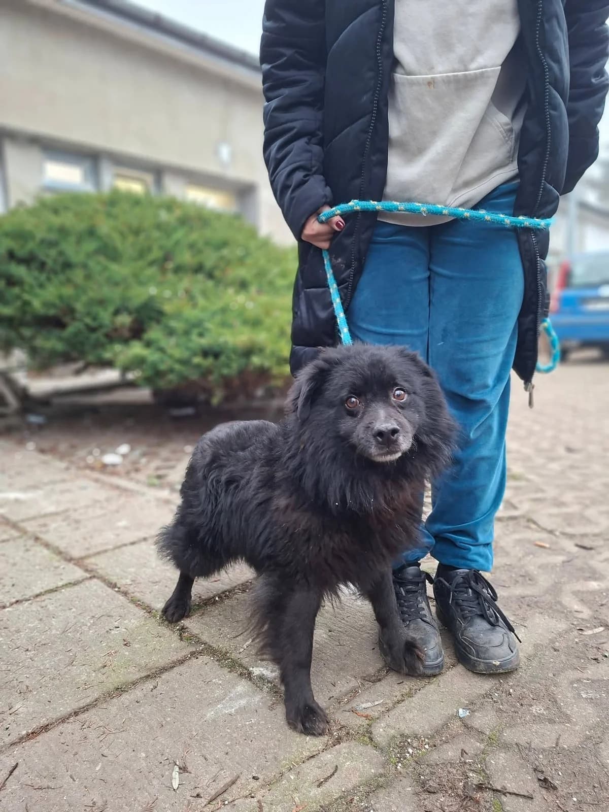 Dyzio, 7yo Mixed Breed for adoption at Schronisko Radom, Radom