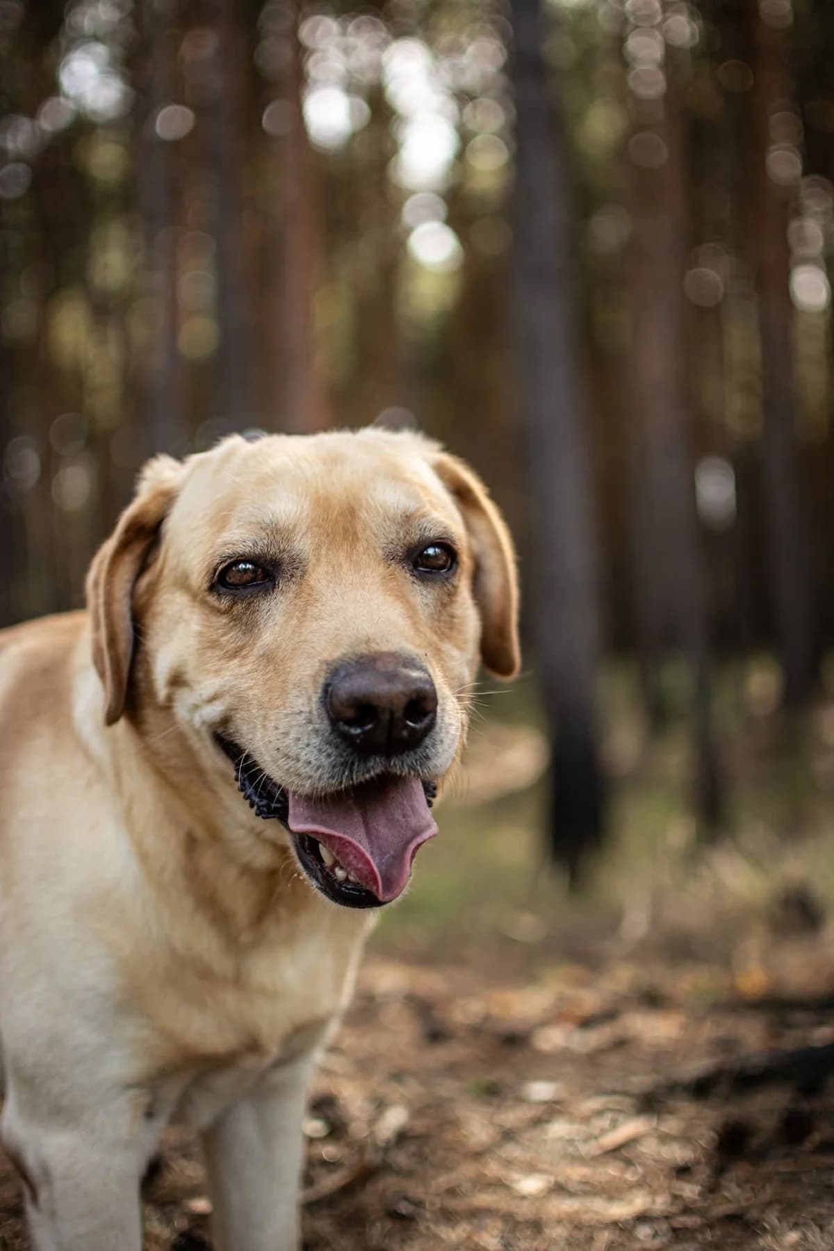 Dżeki,  Mixed Breed for adoption at Schronisko Radom, Radom