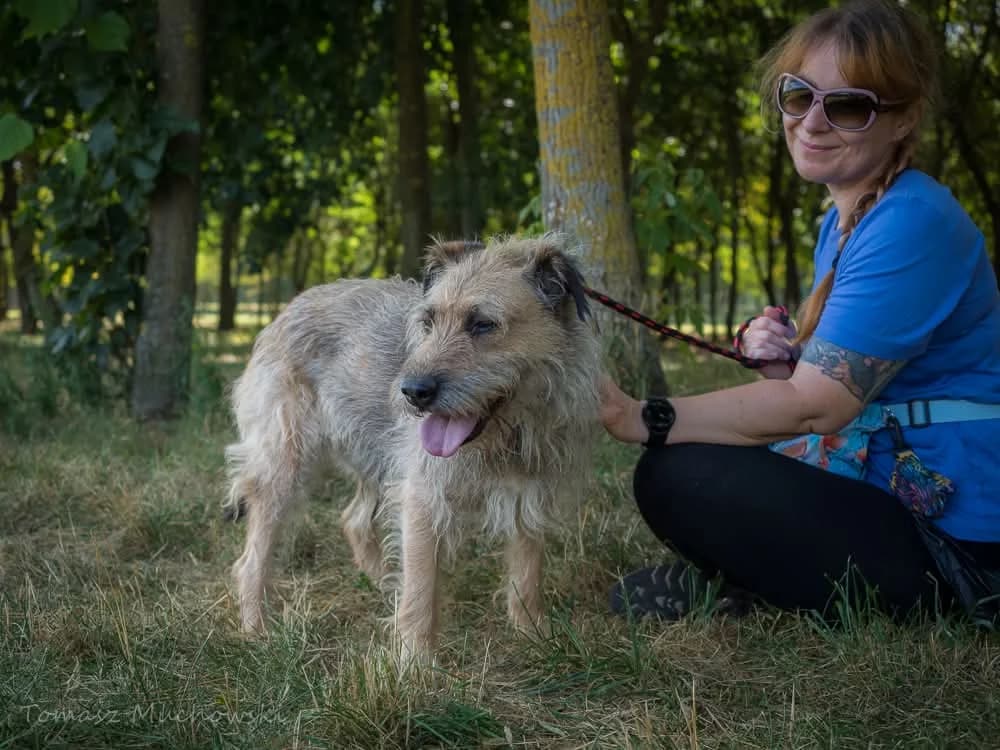 Egir,  senior Mixed Breed for adoption at Schronisko Radom, Radom