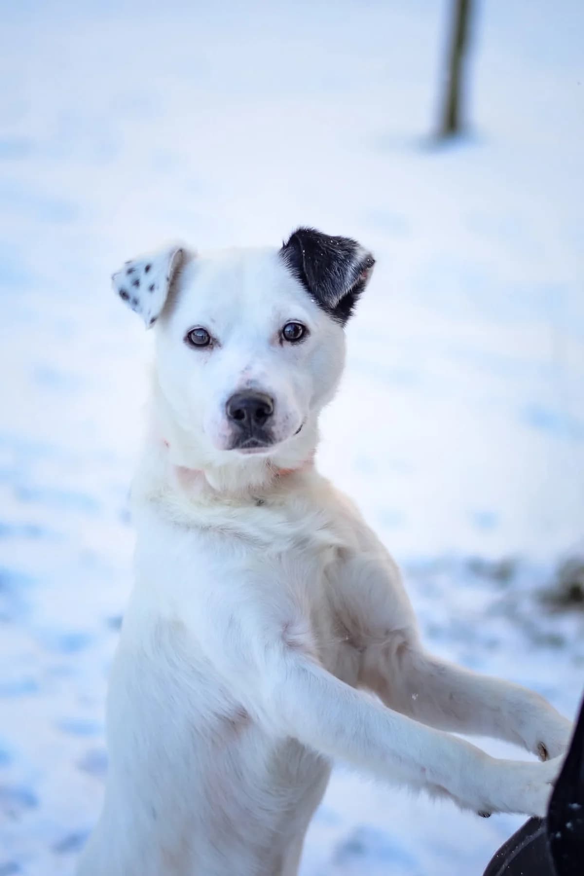 Feniks, Mixed Breed for adoption at Schronisko Radom, Radom