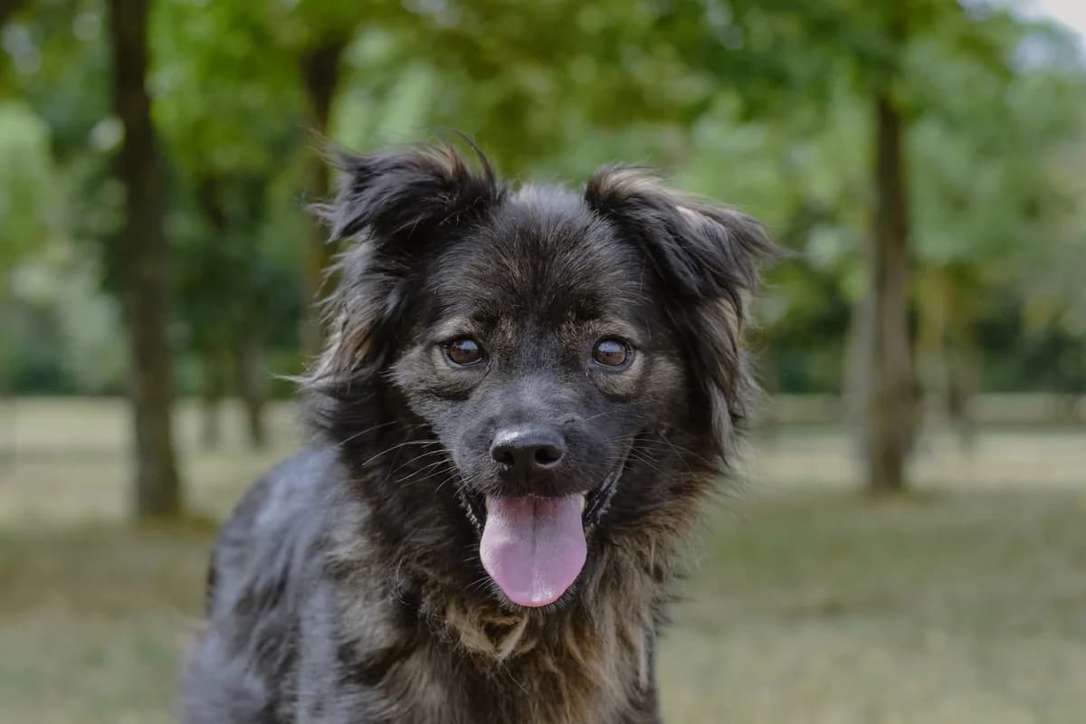 Flafi,  Mixed Breed for adoption at Schronisko Radom, Radom