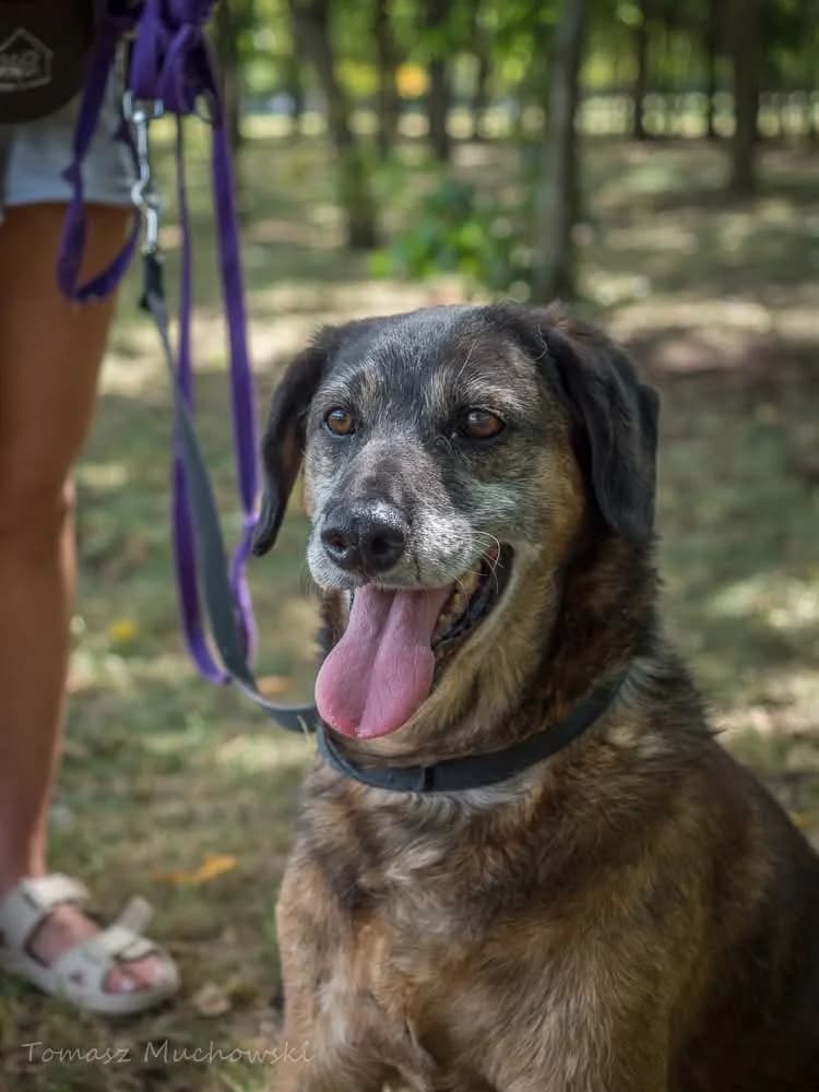 Flash, female Mixed Breed for adoption at Schronisko Radom, Radom