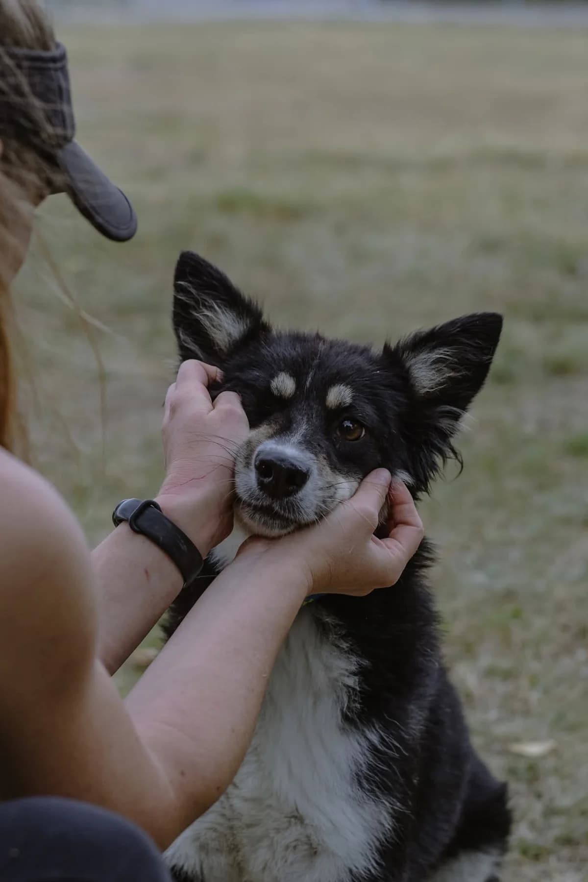 Frania, Mixed Breed for adoption at Schronisko Radom, Radom