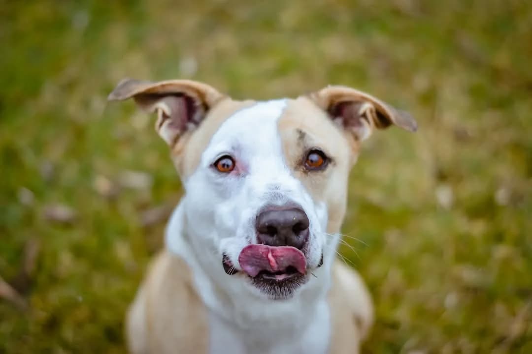 Frost, 4yo Mixed Breed for adoption at Schronisko Radom, Radom